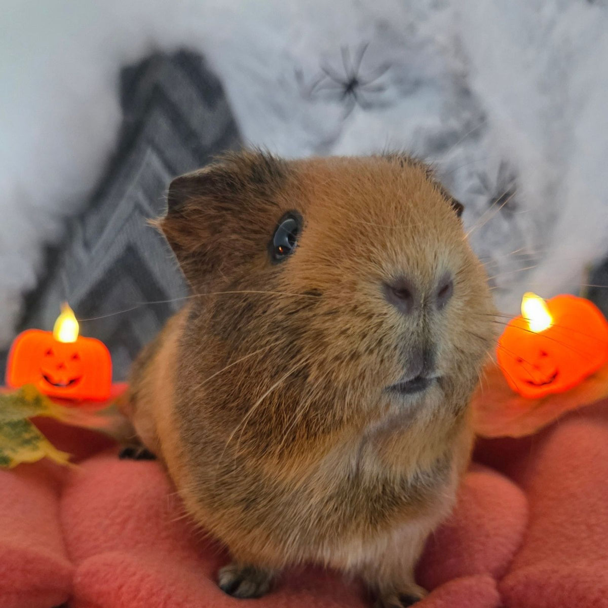 Guinea Pig Resting On a Pumpkin Style Bed with Two Pumpkin Lanters around her. Spiderweb on the background and Grey ZikZak Pattern.