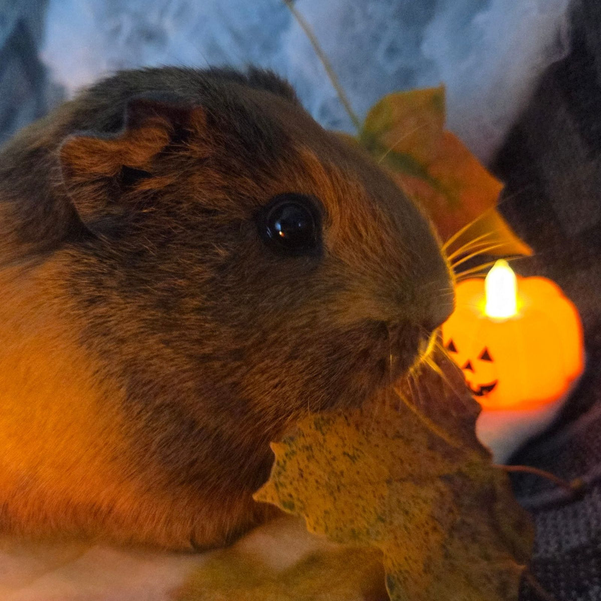 Guinea Pig Staring at you, pumpkin lantern in the background.