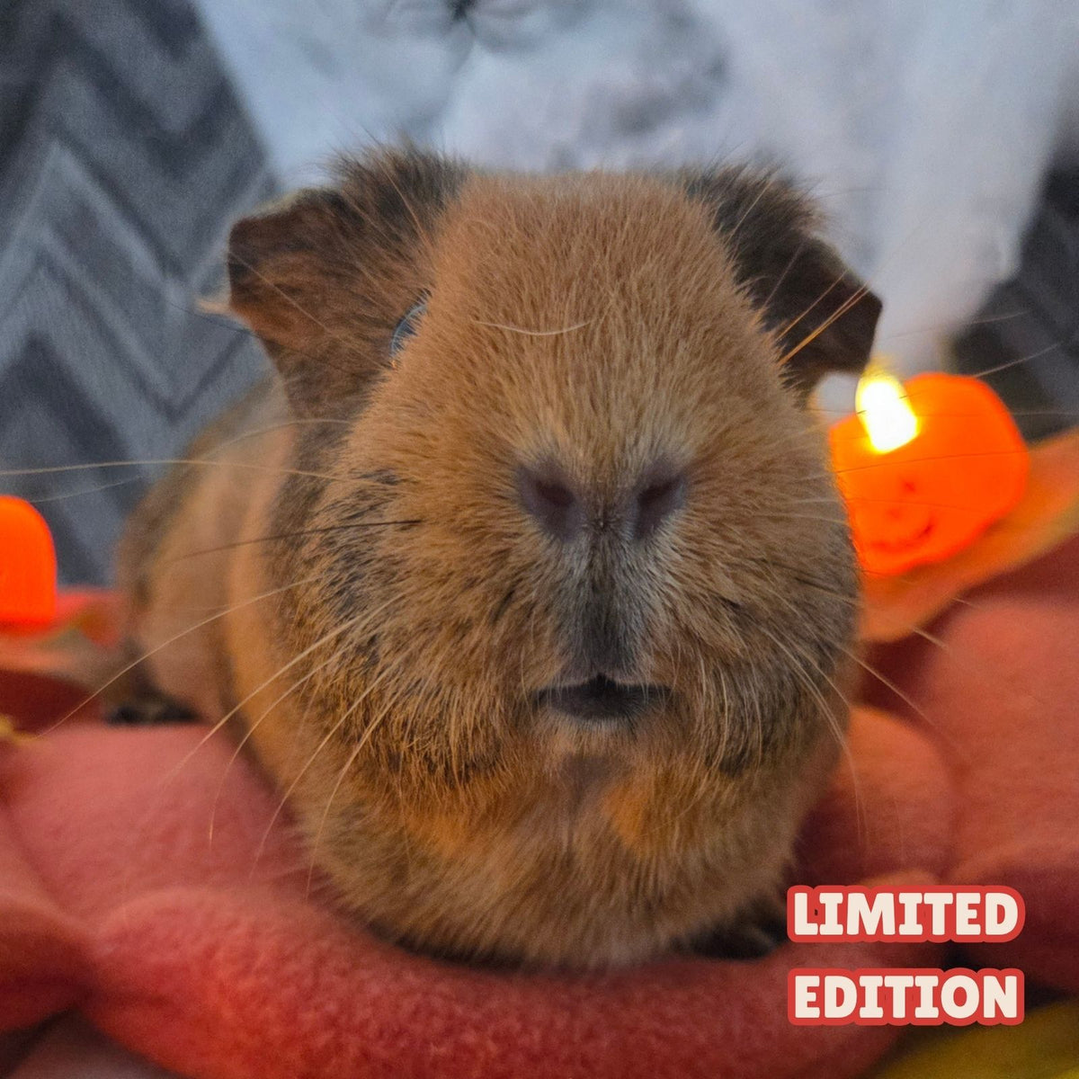 Handmade Pumpkin Snuggle Bed Limited Edition Autumn