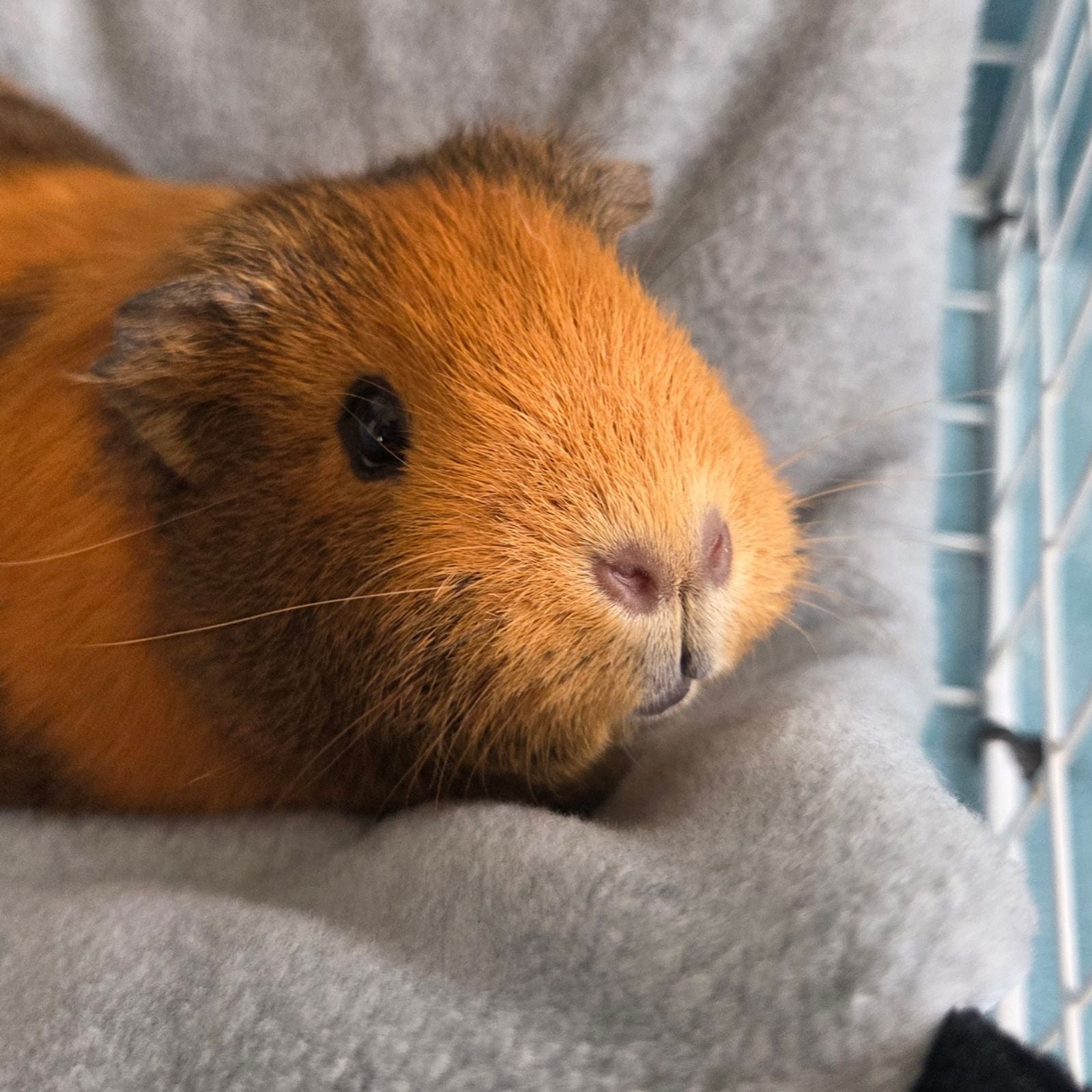 Handmade Reversible Snuggle Hammock for Small Animals - Blue Feathers and Grey closeup with a guinea pig