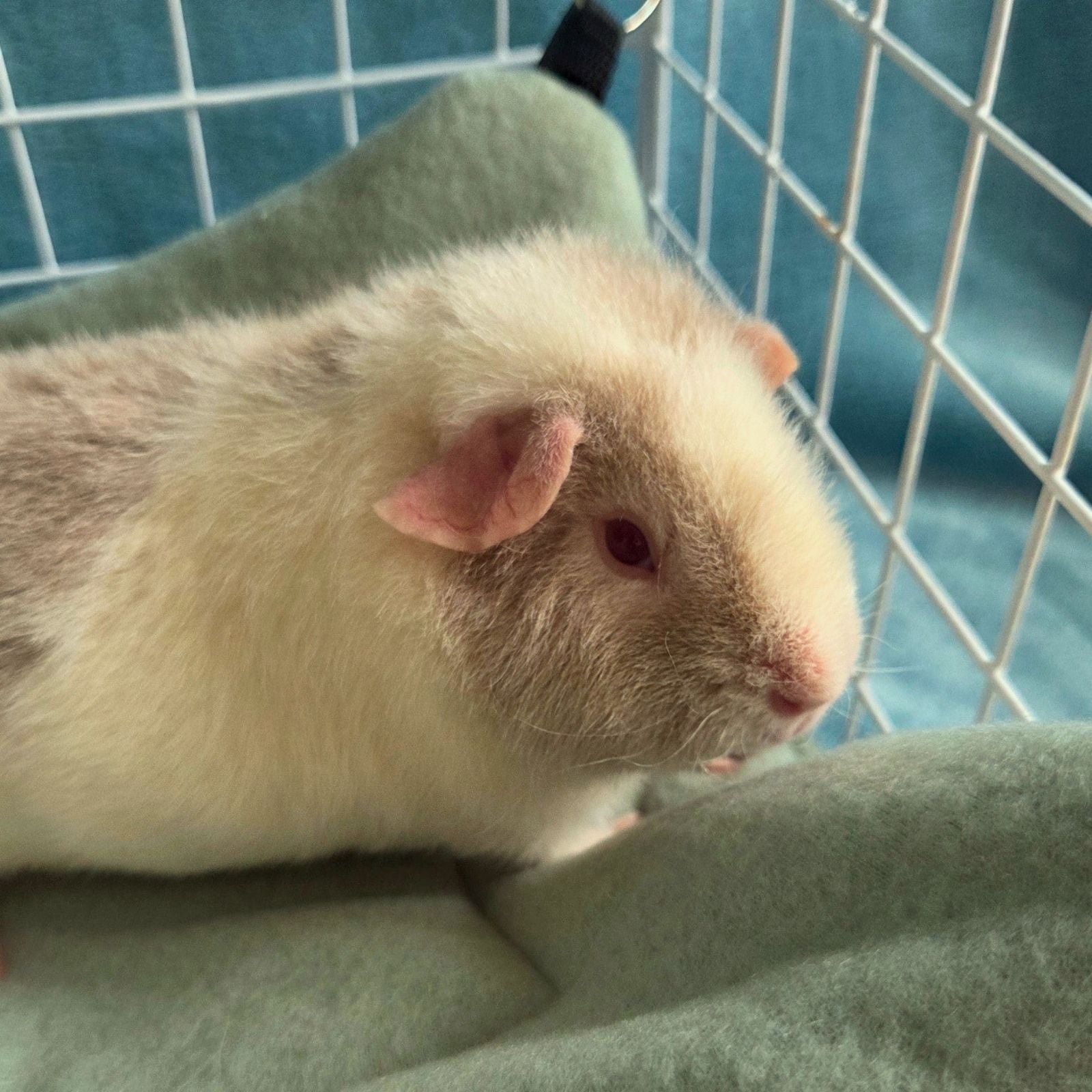 Handmade Reversible Snuggle Hammock for Small Animals - Dusty Green / Mint close up with a guinea pig