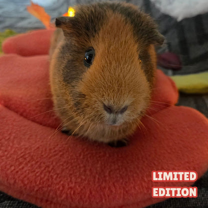 Guinea Pid on a Pumpkin Bed Staring