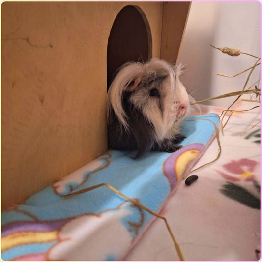 Real five star customer review photo with cute guinea pig laying inside a hutch and using Medium Pee Pad.