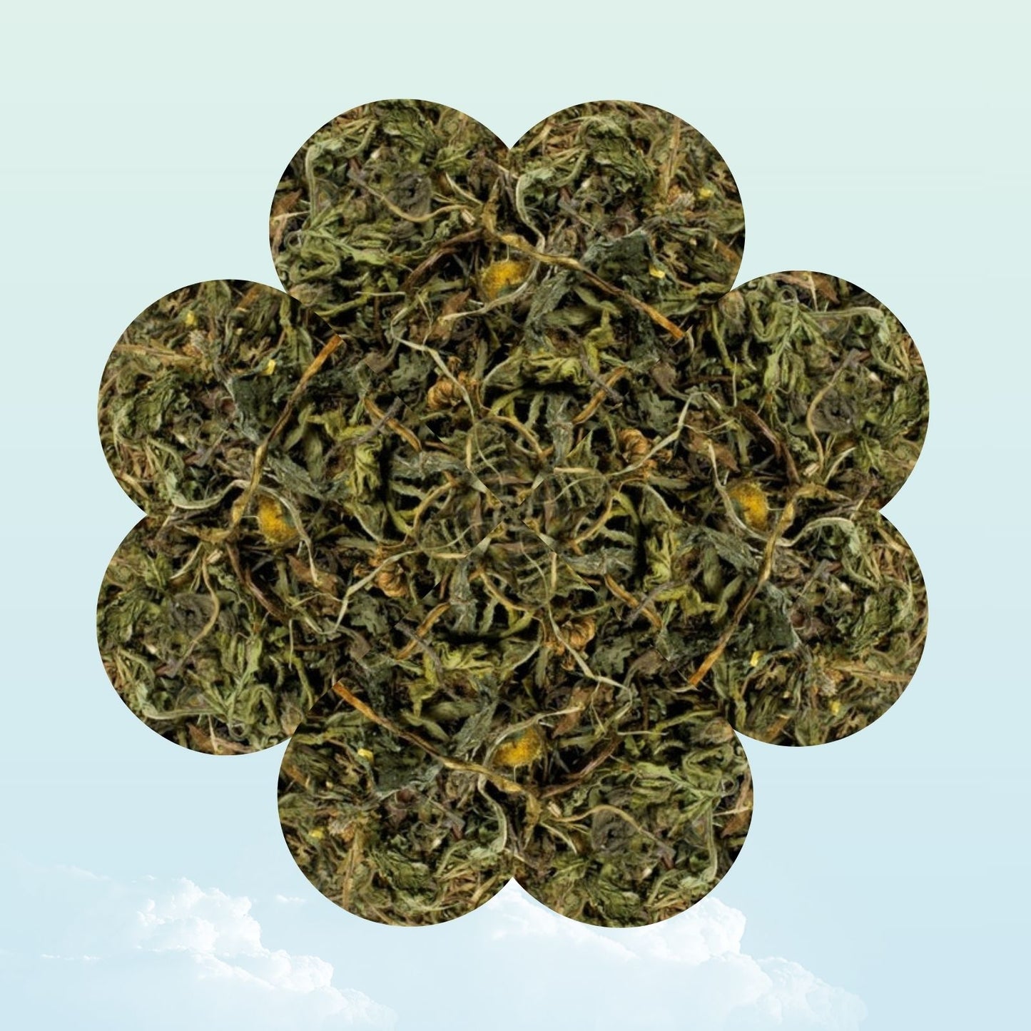 Dried dandelion herb treat for guinea pigs — My Sleepy Friend