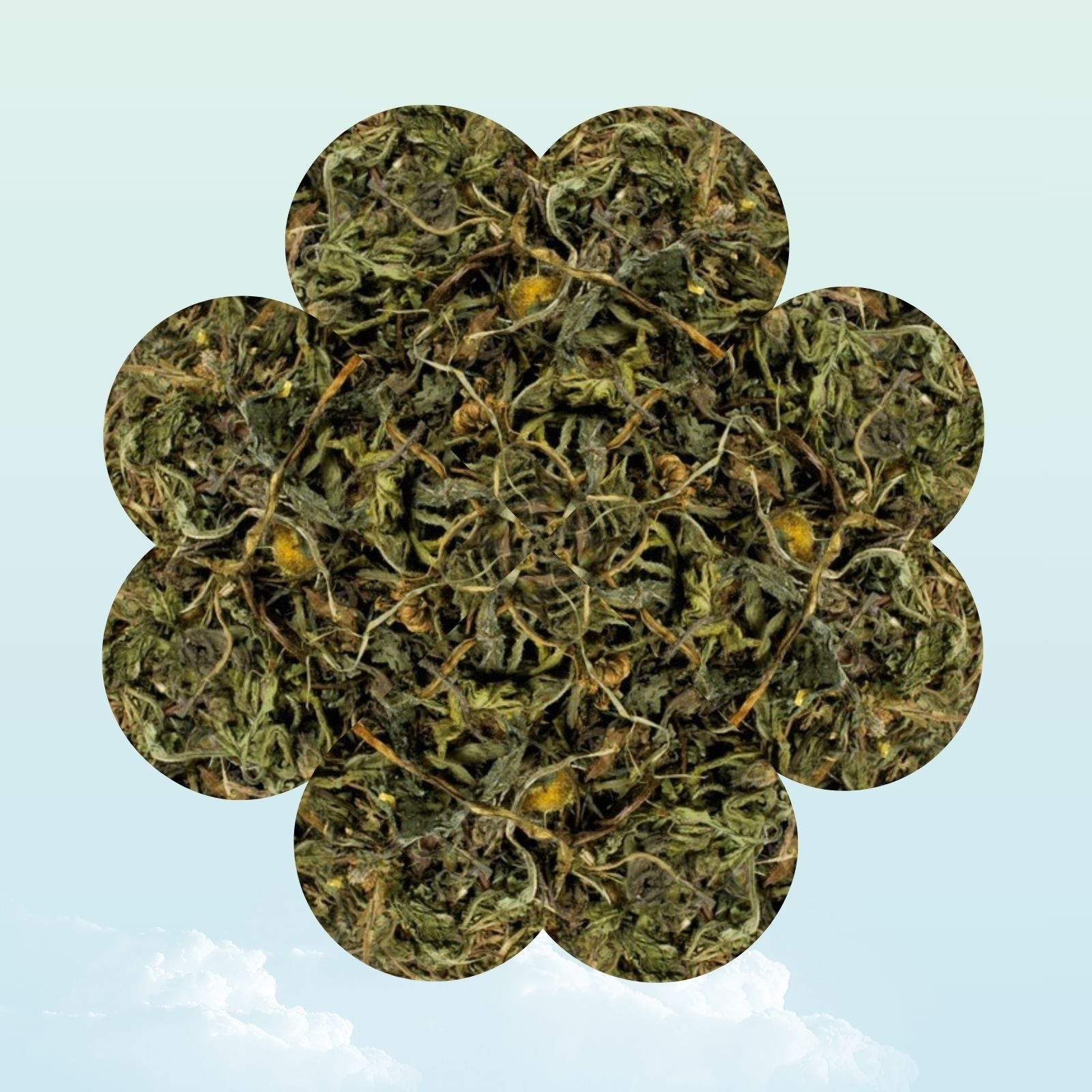 Dried dandelion herb treat for guinea pigs — My Sleepy Friend