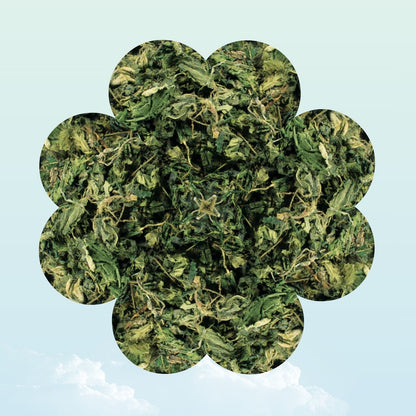 Dried nettle herb treat for guinea pigs - My Sleepy Friend