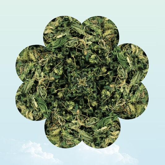 Dried nettle herb treat for guinea pigs - My Sleepy Friend